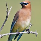 Cedar Waxwing